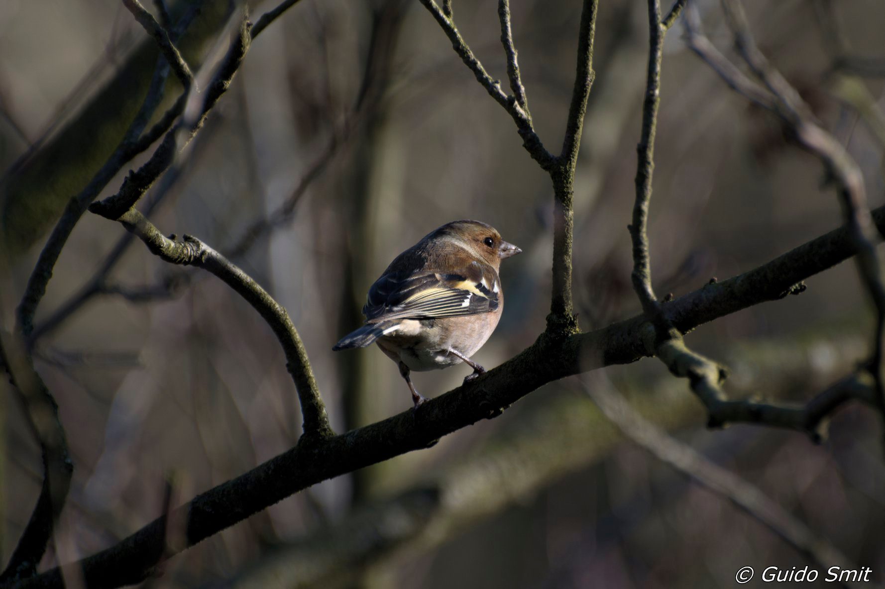 vink